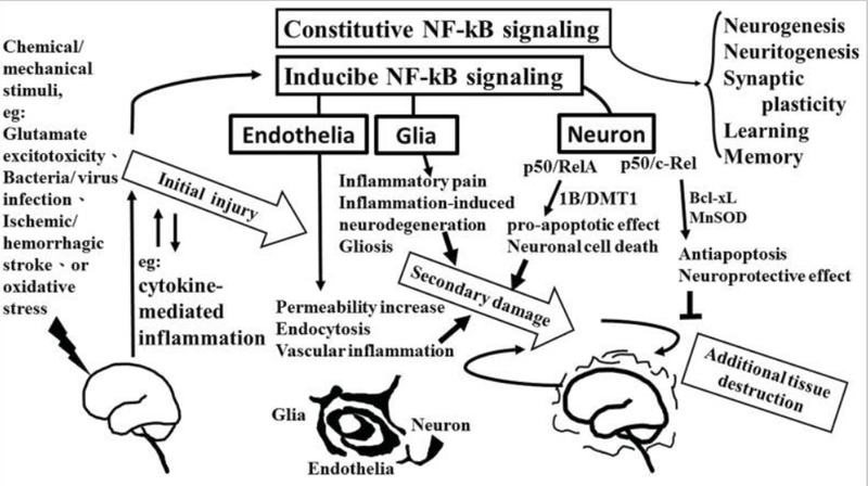 NF-κB signaling