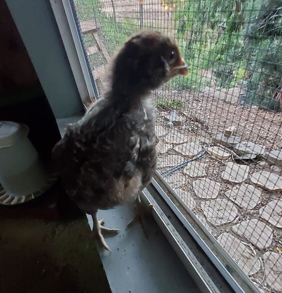 little chick joining her sisters in the outside coop