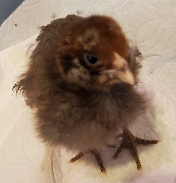 little chick on one of the first of her bad days