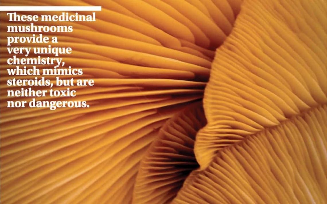 Medicinal mushrooms with quote